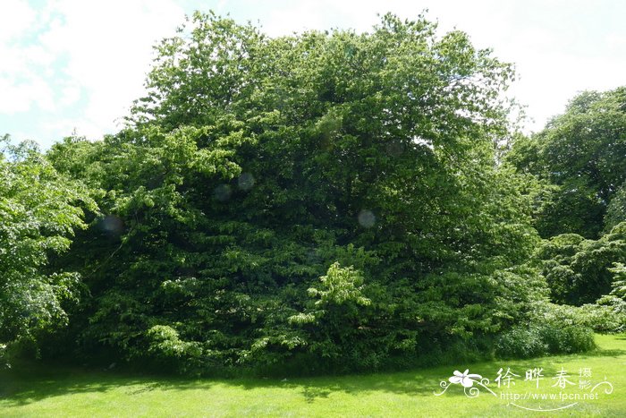 ‘深裂叶’欧洲鹅耳枥 Carpinus betulus ‘Incisa’