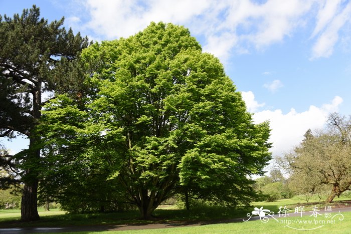  '尖叶'欧洲鹅耳枥Carpinus betulus 'Fastigiata'