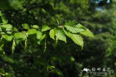 欧洲鹅耳枥Carpinus betulus