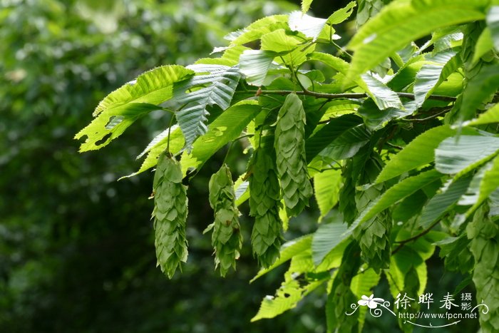 千金榆Carpinus cordata