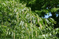 兰邯千金榆Carpinus rankanensis