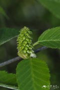 华南桦Betula austrosinensis