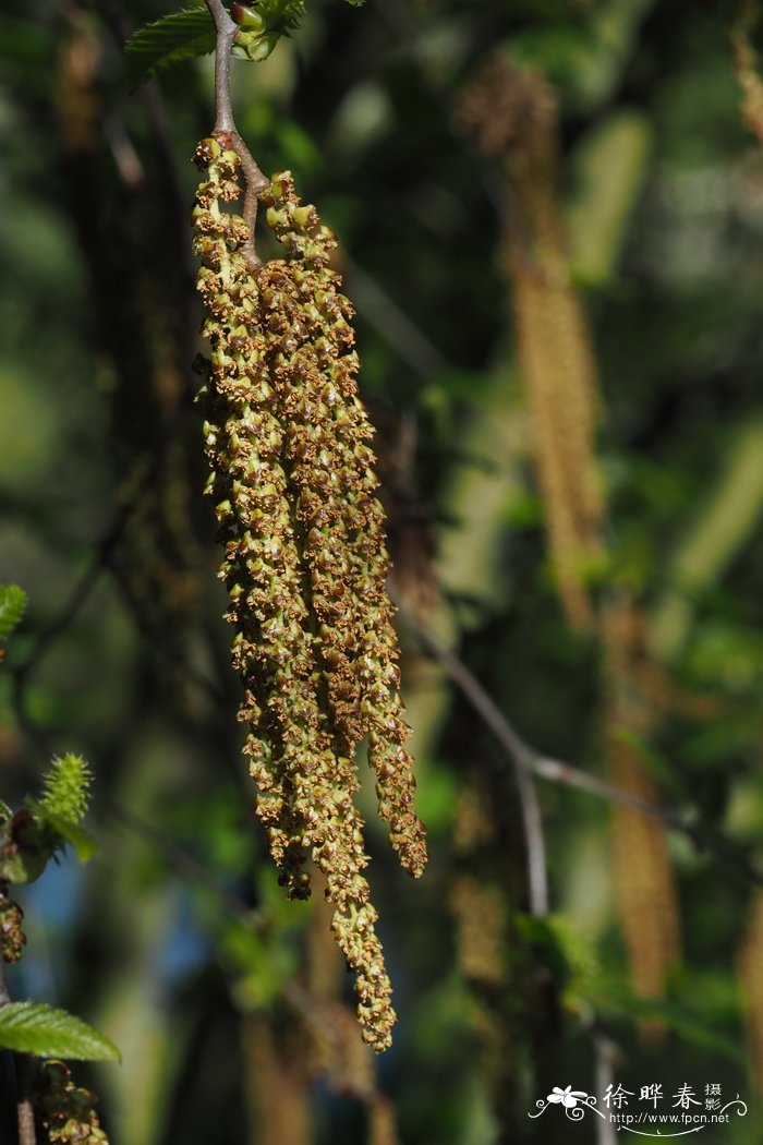 华南桦Betula austrosinensis