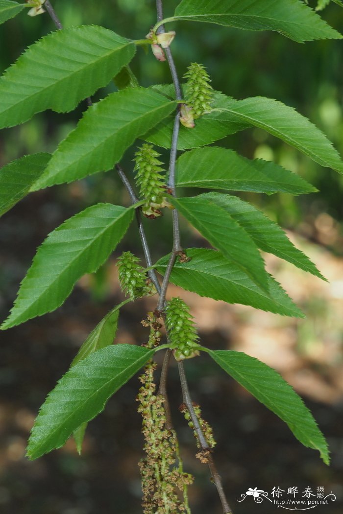 华南桦Betula austrosinensis