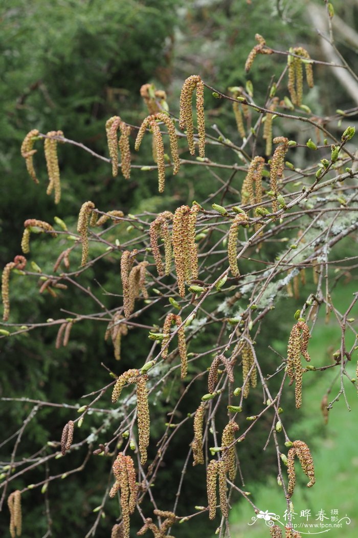 黑桦Betula dahurica