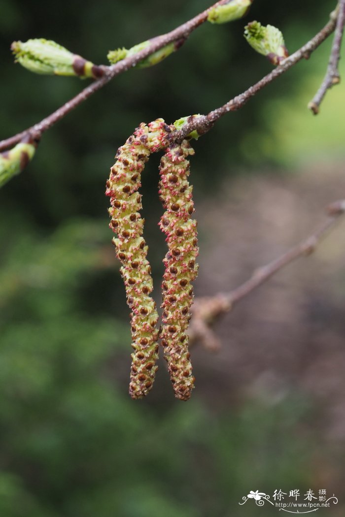 黑桦Betula dahurica