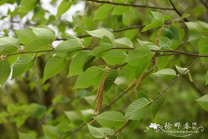 亮叶桦Betula luminifera