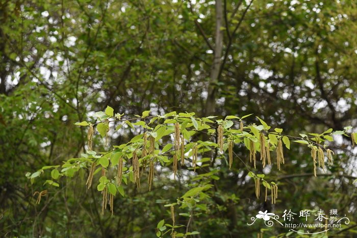 亮叶桦Betula luminifera