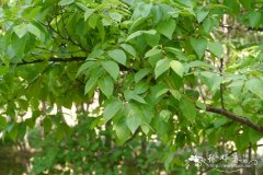 赛黑桦Betula schmidtii