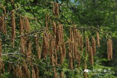 糙皮桦Betula utilis