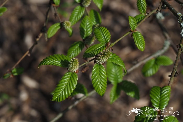 糙皮桦Betula utilis