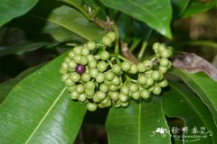 苏门答腊萝芙木Rauvolfia sumatrana