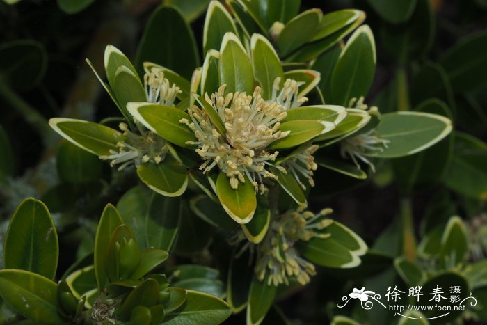 巴利阿里黄杨Buxus balearica