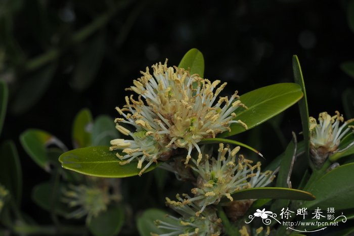 巴利阿里黄杨Buxus balearica