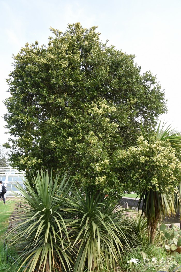 巴利阿里黄杨Buxus balearica