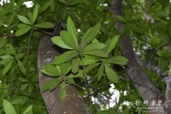 大叶糖胶树Alstonia macrophylla