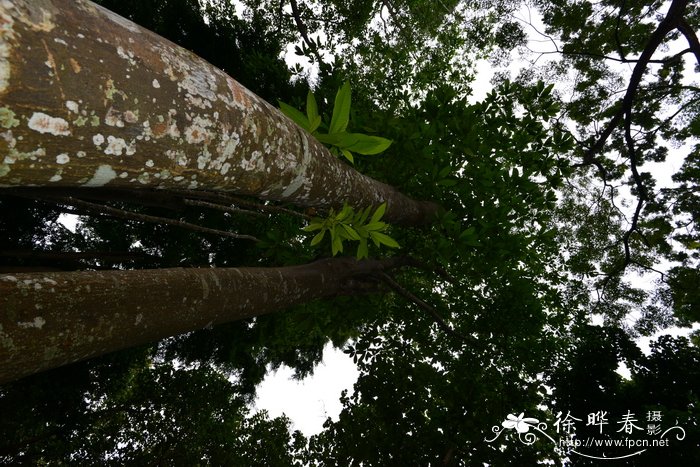 大叶糖胶树Alstonia macrophylla