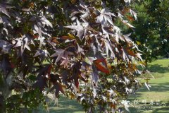 北美枫香Liquidambar styraciflua