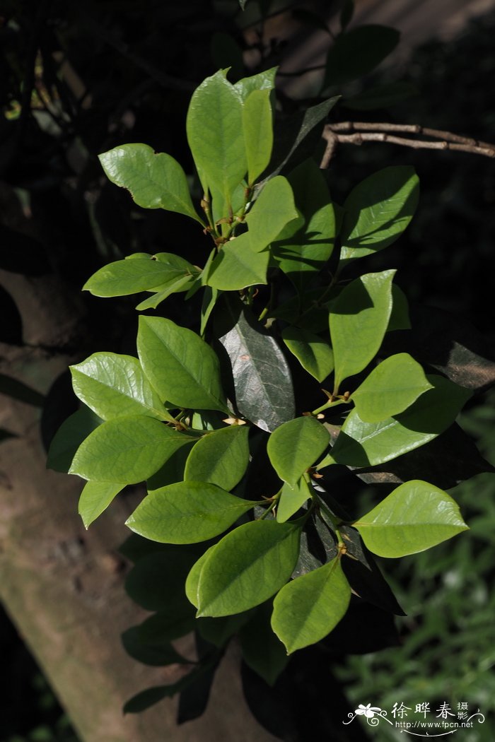 杨梅叶蚊母树Distylium myricoides