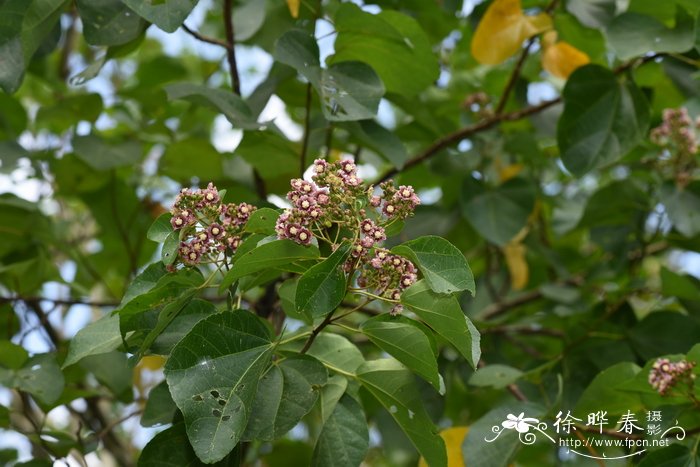 光叶翅果麻Kydia glabrescens