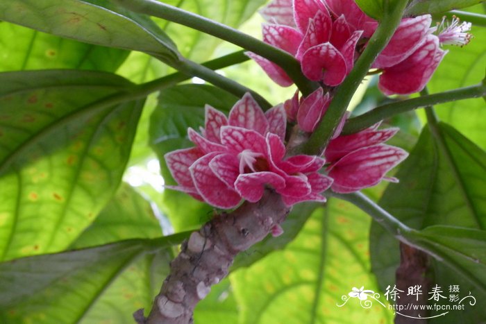 干花槿Pavonia strictiflora