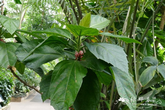 干花槿Pavonia strictiflora