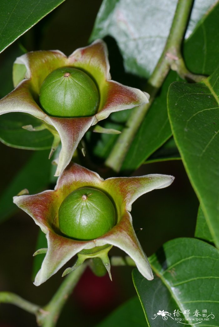 乔槿Bombycidendron vidalianum