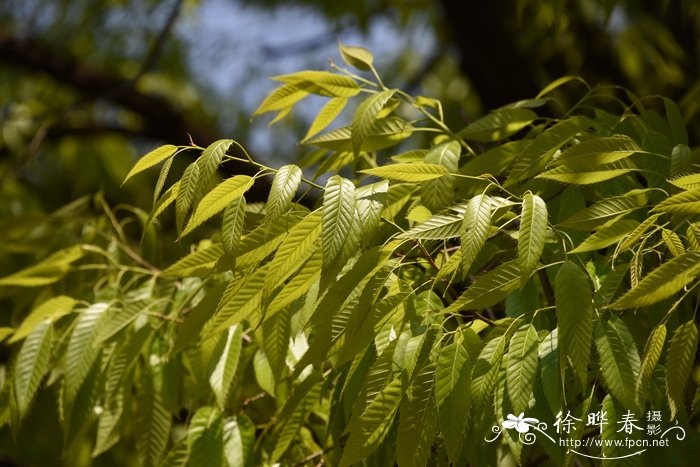 麻栎Quercus acutissima