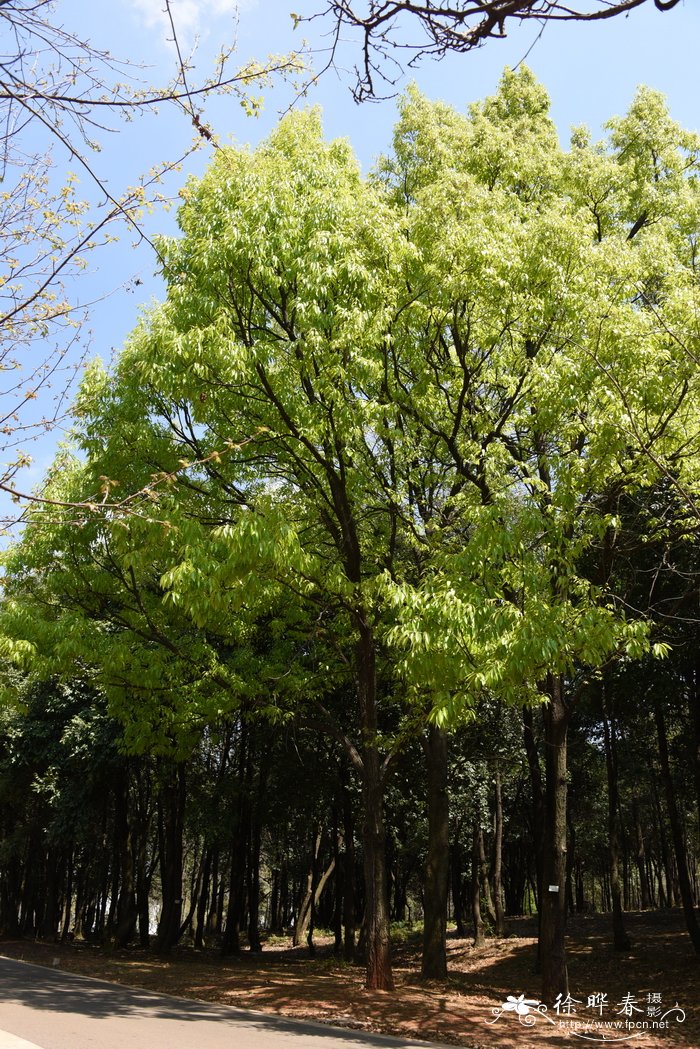 麻栎Quercus acutissima