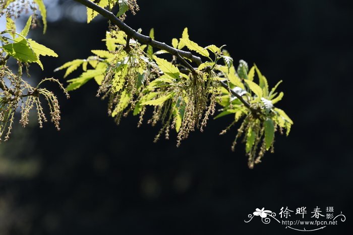 栗叶栎Quercus castaneifolia