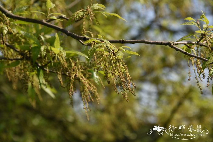 栗叶栎Quercus castaneifolia