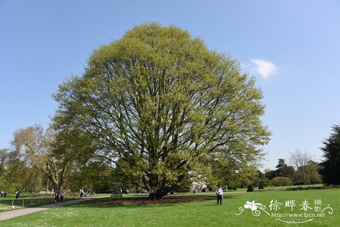 栗叶栎Quercus castaneifolia