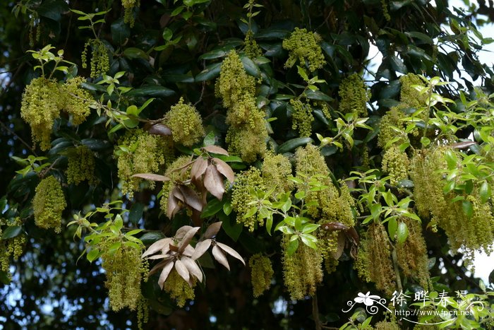 冬青栎Quercus ilex