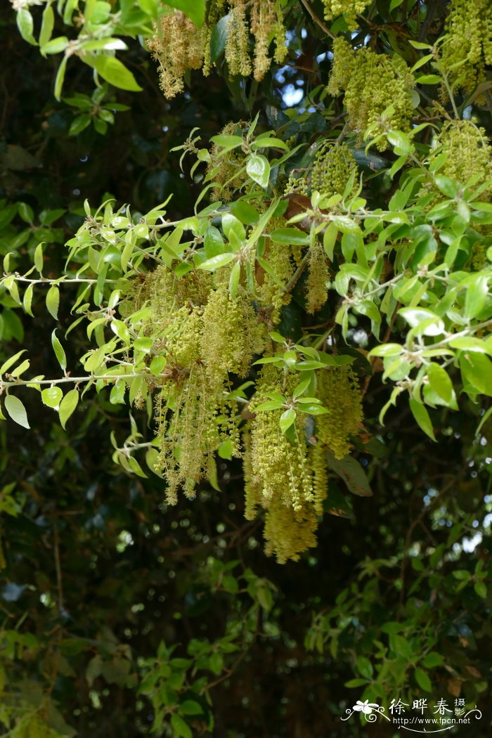 冬青栎Quercus ilex