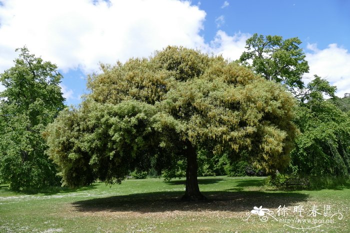 冬青栎Quercus ilex