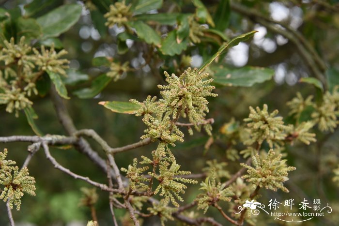 特内利栎 Quercus turneri