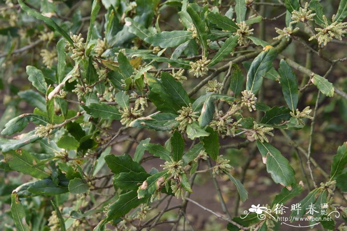 特内利栎 Quercus turneri