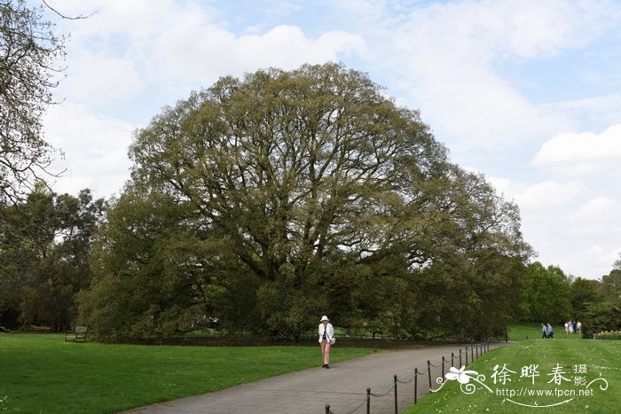 特内利栎 Quercus turneri