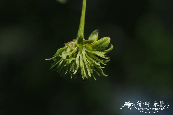 米心水青冈,恩氏山毛榉Fagus engleriana