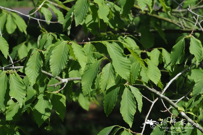 米心水青冈,恩氏山毛榉Fagus engleriana