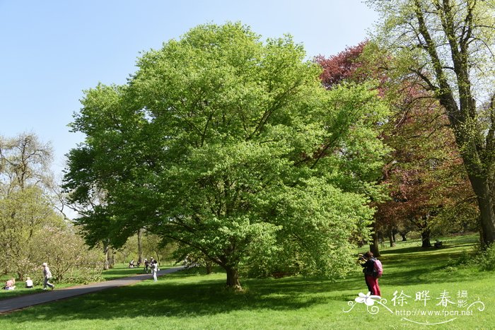 米心水青冈,恩氏山毛榉Fagus engleriana