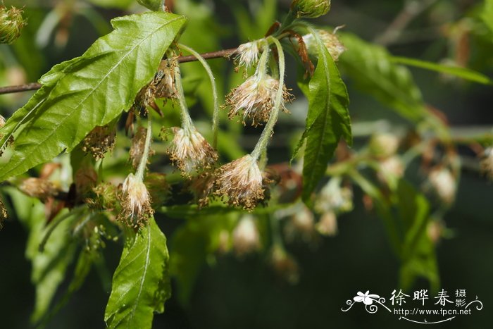 '异叶'欧洲水青冈,'异叶'欧洲山毛榉 Fagus sylvatica 'Heterophy