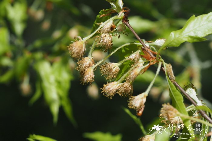 '异叶'欧洲水青冈,'异叶'欧洲山毛榉 Fagus sylvatica 'Heterophy