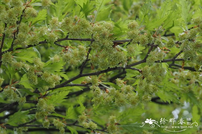 '裂叶'欧洲水青冈,'裂叶'欧洲山毛榉Fagus sylvatica 'Laciniata'