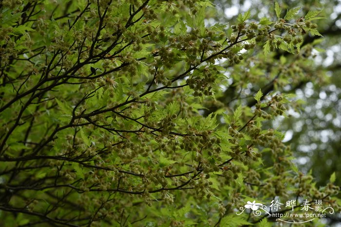 '裂叶'欧洲水青冈,'裂叶'欧洲山毛榉Fagus sylvatica 'Laciniata'