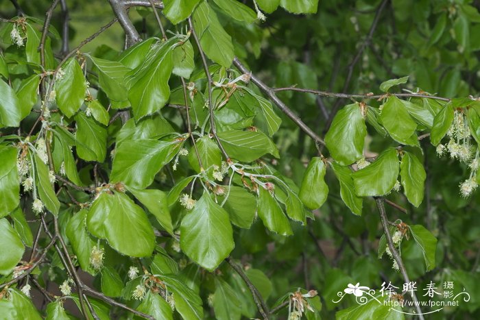 '米尔顿'欧洲水青冈.'米尔顿'欧洲山毛榉Fagus sylvatica 'Milton