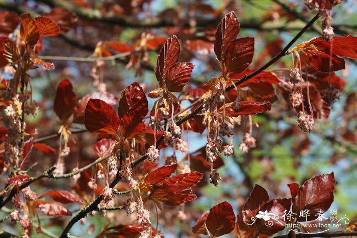 '黑叶'欧洲水青冈，'黑叶'欧洲山毛榉Fagus sylvatica 'Nigra'