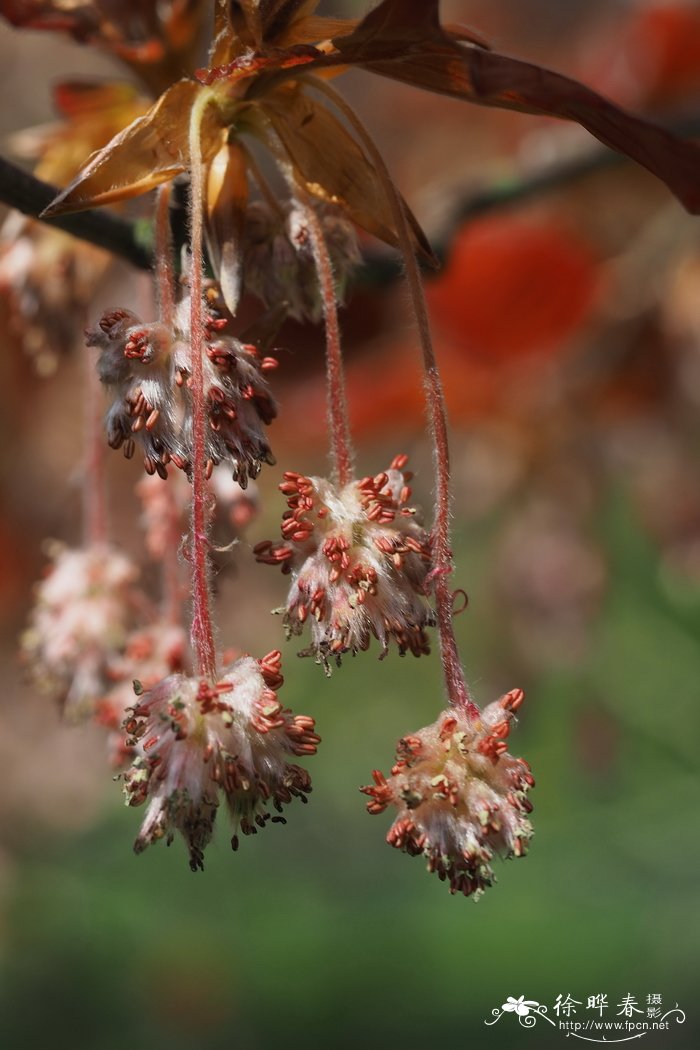 '黑叶'欧洲水青冈，'黑叶'欧洲山毛榉Fagus sylvatica 'Nigra'