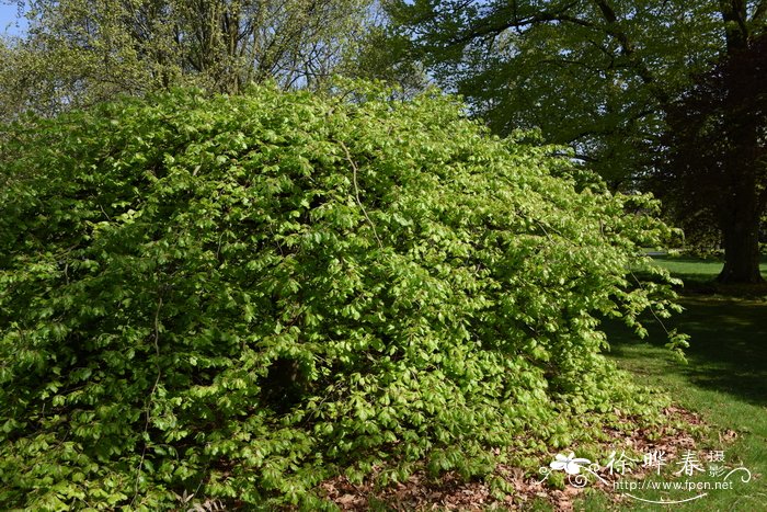  '勒米伊'欧洲水青冈，'勒米伊'欧洲山毛榉Fagus sylvatica 'Remi