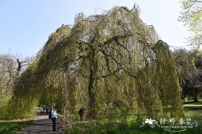 '垂枝'欧洲水青冈，'垂枝'欧洲山毛榉 Fagus sylvatica 'Pendula'